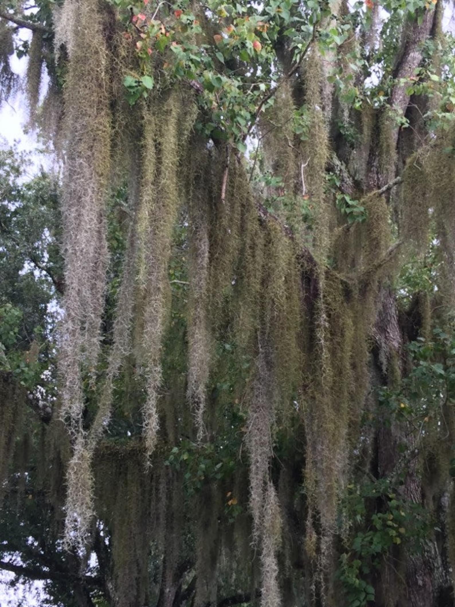 Fresh Live Spanish Moss 1 Gallon or Quart Bag Picked to Etsy