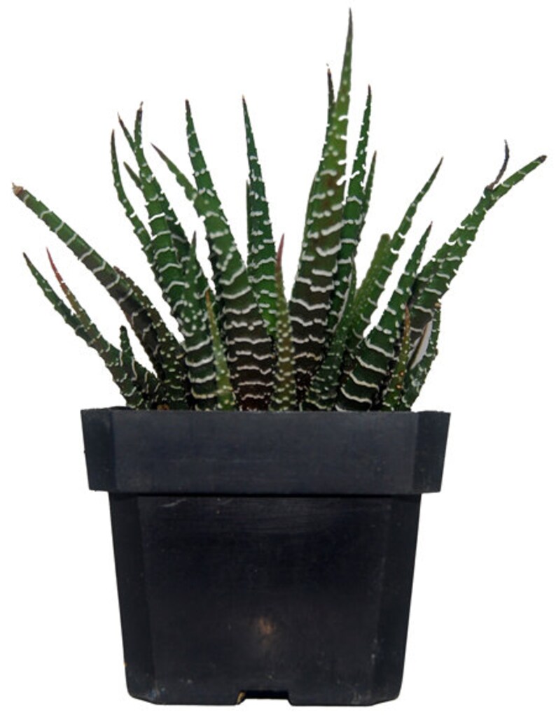 Zebra Haworthia Fasciata Aloe Succulent Plant Etsy