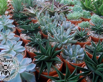 Succulents, Cactus, Haworthia, Sedum, Aloe in 2" Terracotta Clay Pots - Assorted LIVE PLANTS - Wedding, Guest Favors, Bridal, Shower, Party