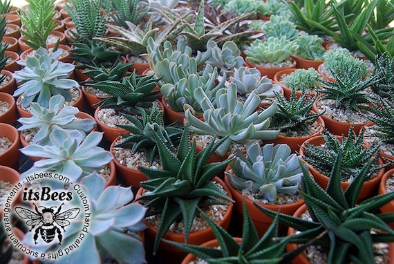 Succulents, Cactus, Haworthia, Sedum, Aloe in 2" Terracotta Clay Pots -  Assorted LIVE PLANTS - Wedding, Guest Favors, Bridal, Shower, Party - Etsy