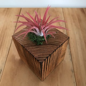 May include: A small wooden planter with a pink air plant inside. The planter is made of reclaimed wood and has a rustic look.
