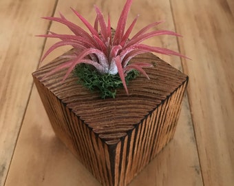 Red Tillandsia Air Plant Wood Cube - Rustic, Natural - Home, Office, Cubicle, House, Gift, Housewarming, Thanksgiving, Christmas, Holiday