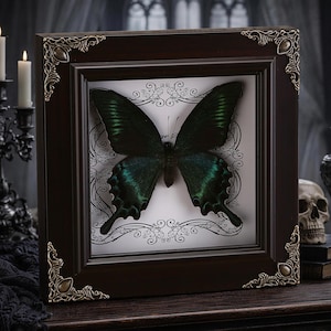 May include: A framed butterfly specimen with dark green and teal wings. The butterfly is mounted on a white background with a decorative black border. The dark brown frame has ornate corner details.