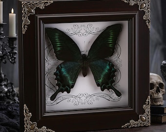 Könnte beinhalten: Ein gerahmtes Schmetterlingspräparat mit dunkelgrünen und teal-farbenen Flügeln. Der Schmetterling ist auf einem weißen Hintergrund mit einem dekorativen schwarzen Rand montiert. Der dunkelbraune Rahmen hat verzierte Eckdetails.
