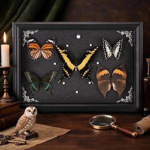 Puede incluir: Una exhibición enmarcada de mariposas preservadas. El marco negro contiene cinco mariposas con varios patrones y colores, incluyendo naranja, amarillo, negro y azul. El fondo es negro texturizado, con detalles decorativos plateados en las esquinas y pequeñas perlas.