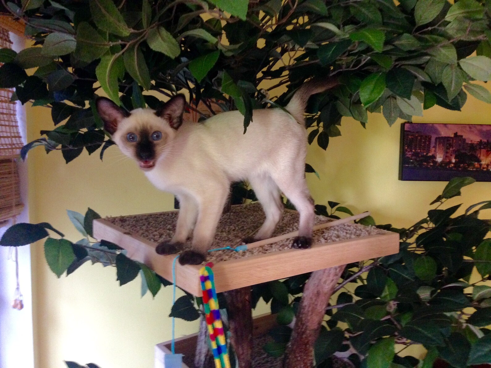 Sycamore Cat Pet Tree House Etsy