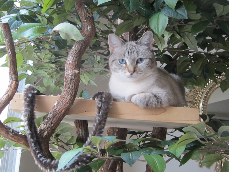 Sycamore Cat Pet Tree House Etsy