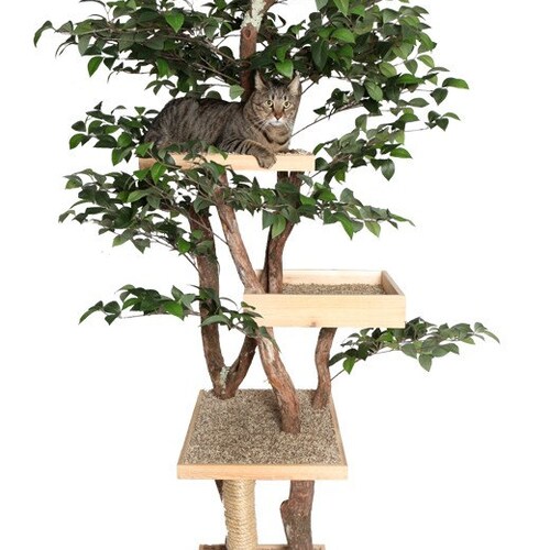 cat tree for adults