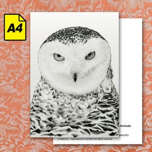 Carte A4 - Portraits d'animaux en voie de disparition - Harfang des neiges