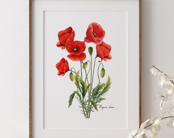 Red Poppies Art Print: Botanical Flower Illustration