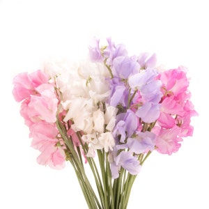 Sweet Pea Fragrance Oil is Available in 5ml, 10ml, 15ml, 30ml, 50ml, 100ml, 120ml in glass bottles, 240ml in HDPE Bottle.