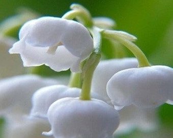 Lily of the Valley FRAGRANCE OIL Premium Grade for Soap Making, Bath and Body, diffusers, wax melts, perfumes, home fragrances, wedding ,