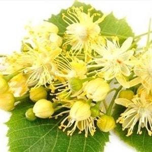 Linden Blossom Absolute Oil 100% Pure ABS Essential Oil, Limited Quantities, Aroma Jewelry, Skin Care, Beautiful Floral Oil, Wedding Soaps