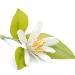 Neroli Essential Oil:
Available in 5ml, 10ml, 15ml, 30ml, 50ml, 100ml, 120ml glass bottles, 240ml in HDPE Bottle.