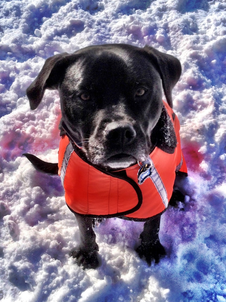 Dog Raincoatsranging From 25 Dollars to 55 Dollars Depending Etsy