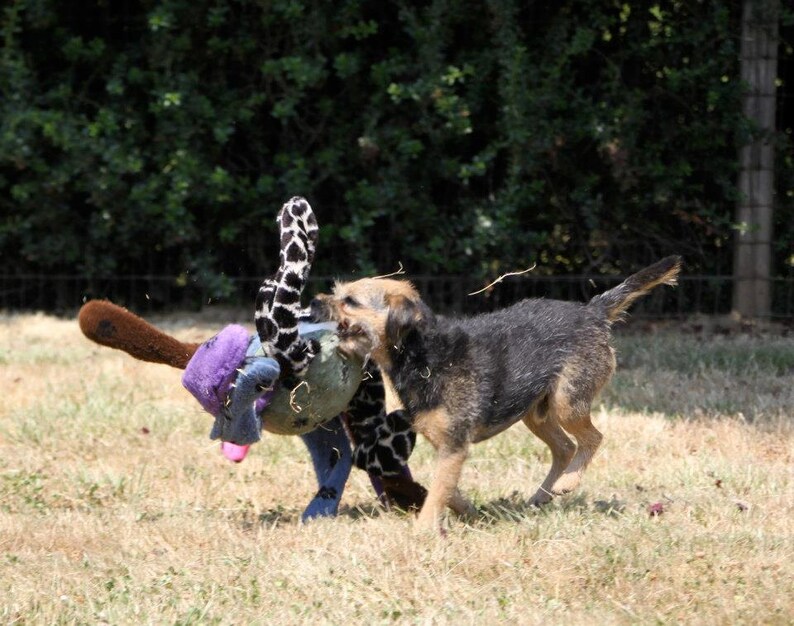 trek deluxe doodlebug