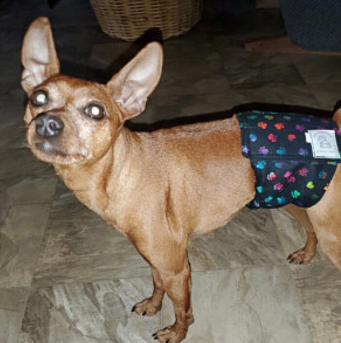 Doodlebug Dud's Belly Band - helps prevent marking and leakage