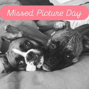 May include: Black and white image of two Boxer dogs lying close together. One dog has a white and brown face, the other is dark brown. A pink banner at the top reads "Missed Picture Day".