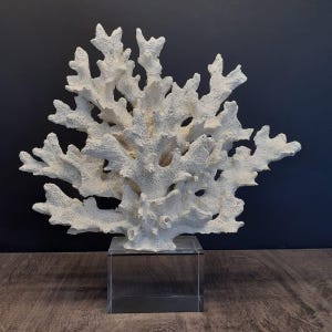 May include: A large, off-white, branching coral specimen with a porous, textured surface. The coral is mounted vertically on a clear, square acrylic base, creating a structured display piece that highlights the natural, intricate, and organic form.