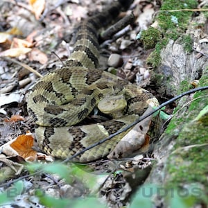 Timber Rattlesnake on Peters Mountain