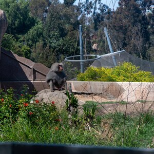 May include: A gray baboon sits on a rock in a zoo enclosure. The baboon is looking to the right of the image. There is a green leafy bush behind the baboon.