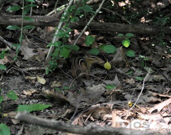 May include: A small brown and white chipmunk is hiding in the undergrowth of a woodland. The chipmunk is partially visible, with its head and shoulders peeking out from behind a leafy branch.