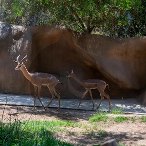 Elegant Antelopes at San Diego Zoo