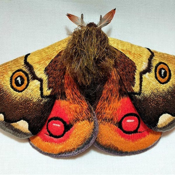 Large Fiber Sculpture Moth- Hemileuca elganterina