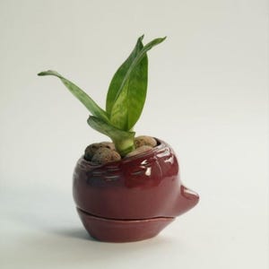 May include: A small, burgundy ceramic planter shaped like a bird's head with a green snake plant growing inside.