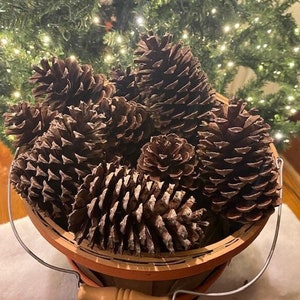 Pinecones | Set of 13 - 15 | Great for Crafting or Holiday Decor | Unscented