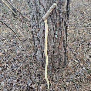 Unique Walking Hiking Cane Oak No Natural Twists Numbered JM #22 Free Shipping