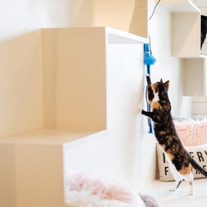 Two calico cats playing with a blue Sidewinder smart cat toy on a white cat tree shelving unit. One cat is climbing to reach the Sidewinder, while the other is perched on a shelf.  There is a pillow that says 'Reserved for the cat.' The location is at All the Single Kitties cat cafe in Old Saybrook, CT.
