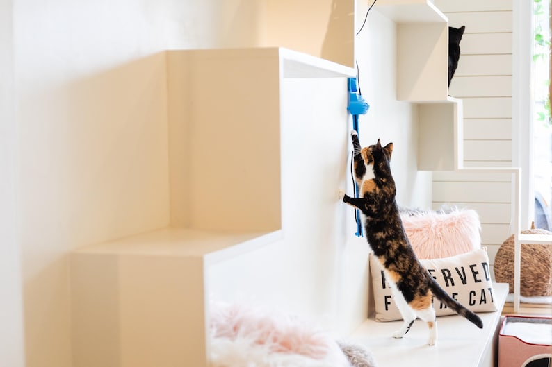 Two calico cats playing with a blue Sidewinder smart cat toy on a white cat tree shelving unit. One cat is climbing to reach the Sidewinder, while the other is perched on a shelf.  There is a pillow that says 'Reserved for the cat.' The location is at All the Single Kitties cat cafe in Old Saybrook, CT.