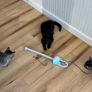 Three cats are playing with a cotton candy colored Sidewinder smart cat toy.  The location is at All the Single Kitties cat cafe in Old Saybrook, CT.