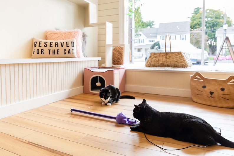 Two black cats playing with a purple Sidewinder smart cat toy on a light brown wood floor. There is a pillow that says 'Reserved for the cat.' The location is at All the Single Kitties cat cafe in Old Saybrook, CT.
