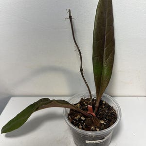 Peut inclure: Une plante Hoya Sulawesi dans un pot en plastique transparent avec des feuilles allongées vert foncé et une tige centrale. Le terreau est visible dans le pot et une petite étiquette blanche avec le texte Hoya Sulawesi est collée sur le côté.