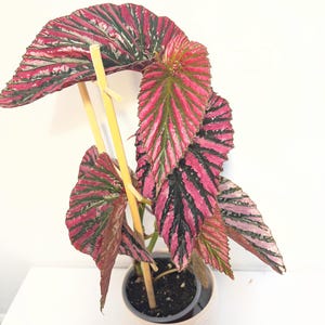 May include: A potted Begonia plant with large, vibrant leaves. The leaves display a striking pattern of pink, green, and dark red stripes. The plant is supported by bamboo stakes and sits in a cream-coloured pot, set against a white background.