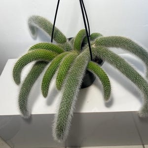 May include: A hanging cactus with long, slender, cylindrical green stems covered in fine white spines. The plant is potted in a black container with black hanging cords, featuring multiple trailing stems that extend outward in various directions.