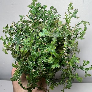 May include: A dense, bushy Selaginella plant featuring numerous small, overlapping, bright green leaves on delicate, branching stems. The foliage displays a vibrant, multi-tonal green coloration with some lighter, yellowish-green tips.