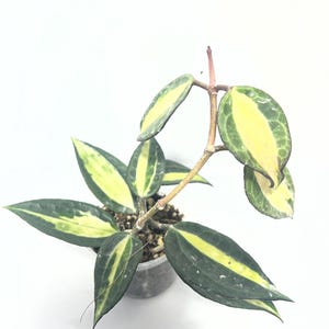 Hoya latifolia (macrophylla) pot of gold-