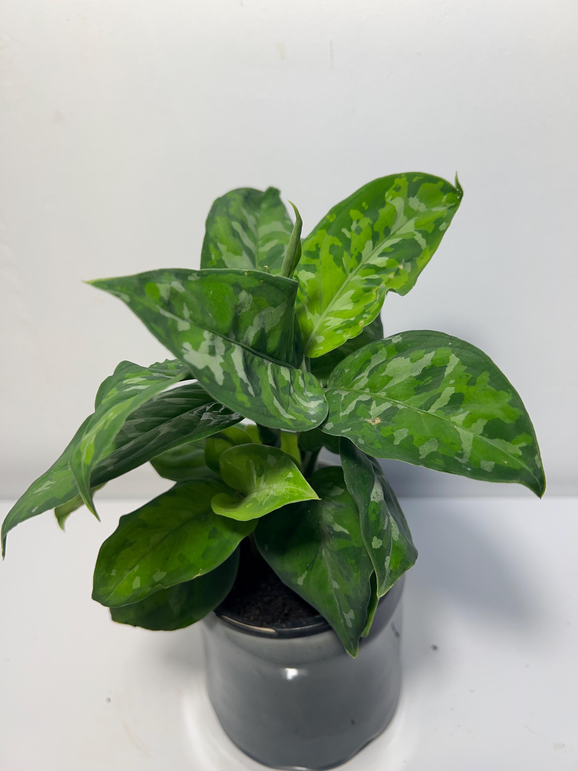 Aglaonema Tricolor - Etsy Canada