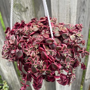 Succulent Plants in Hanging Pot