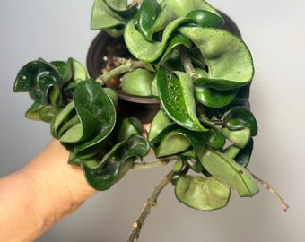 Indoor plant Hoya  compacta 4" pot