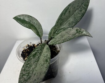 Hoya Pubicalyx Pink Silver Ghost - Etsy Canada