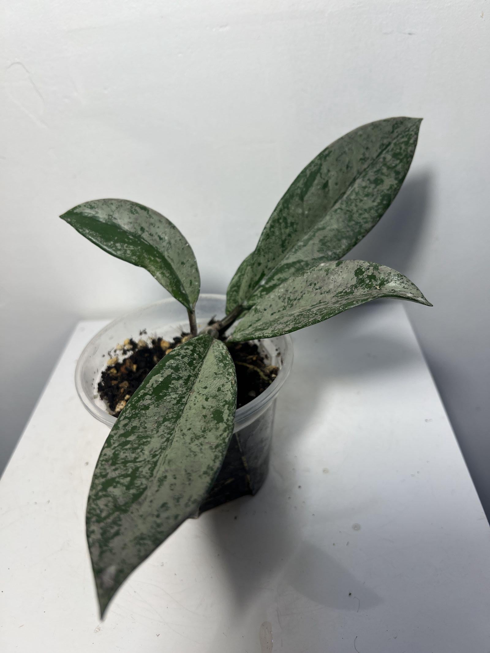 Hoya Pubicalyx Pink Silver Ghost - Etsy Canada