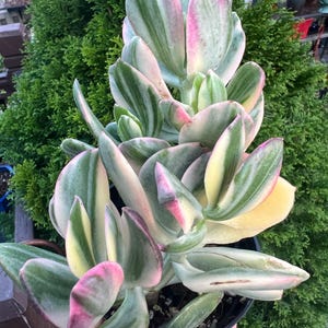 May include: A variegated Crassula plant with thick, fleshy leaves featuring a blend of green, cream, and white stripes. The leaf edges are tinged with a soft pink hue. The succulent is potted in a black container, displaying a vertical growth pattern with multiple stems and overlapping foliage.