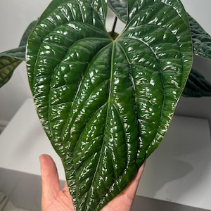 May include: A large, heart-shaped plant leaf with a deep, glossy dark green colour and a prominent, textured, quilted surface. The leaf features a distinct central vein and smaller lateral veins that create a raised, bumpy appearance across the surface.