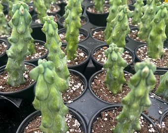 Rare cactus Myrtillocactus geometrizans Boobie / cactus spiral