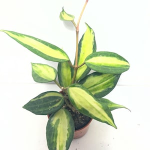 Peut inclure: Une plante Hoya aux feuilles panachées présentant des bords vert foncé et des centres jaune vif. La plante possède plusieurs tiges poussant vers le haut depuis un petit pot en plastique marron, affichant un mélange de feuillage ovale et lancéolé.