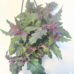 May include: A hanging plant featuring serrated, pointed leaves with a deep green colour on the surface and vibrant purple undersides and stems. The plant is suspended by three thin, black twisted cords that meet at a single point above the foliage.
